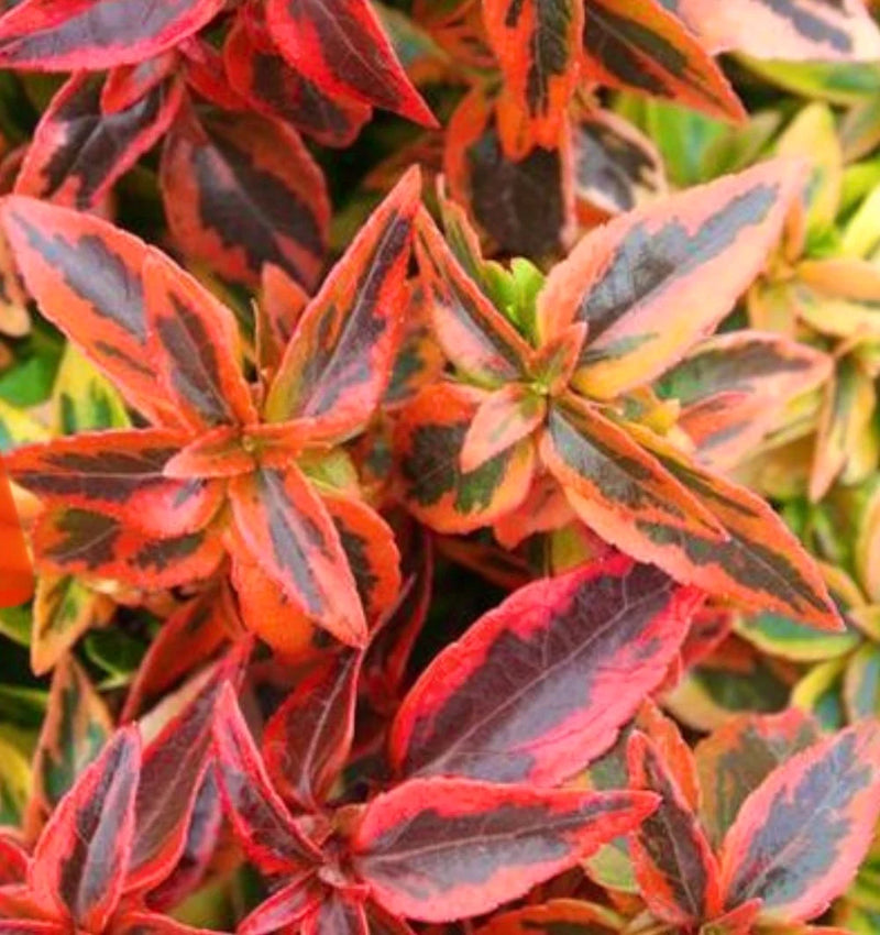 Glossy Abelia | Abelia × grandiflora 'Kaleidoscope' (2 Litre)