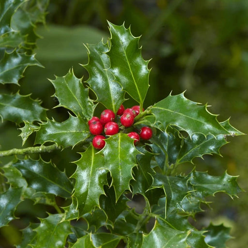 Ilex aquifolium 'Alaska' with glossy dark green spiny leaves and red berries