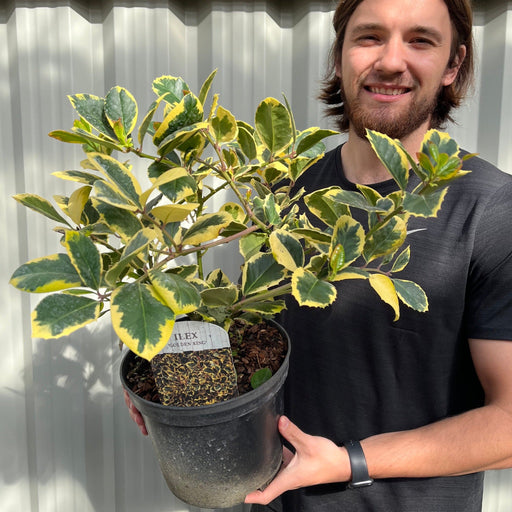 Ilex 'Golden King' with glossy green leaves edged in bright gold