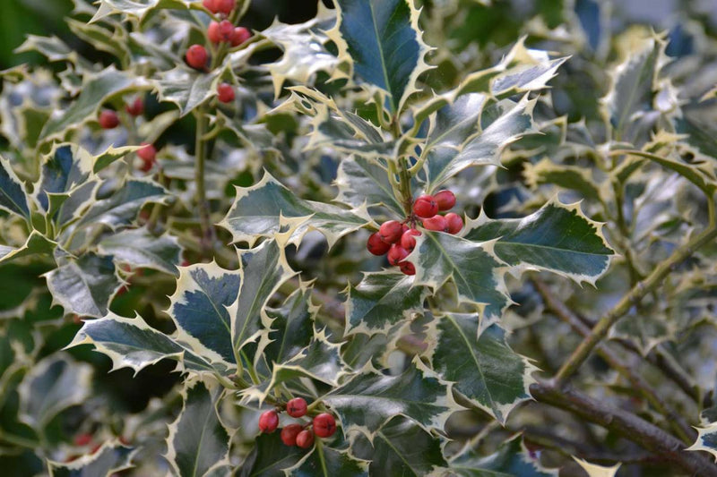 Ilex aquifolium 'Silver Queen' with glossy green leaves edged in cream