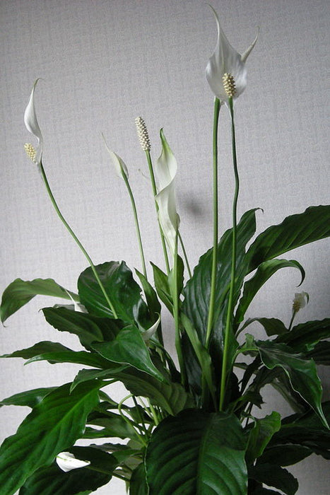 Spathiphyllum Sweet Bellini with Ceramic Pot (13 cm)