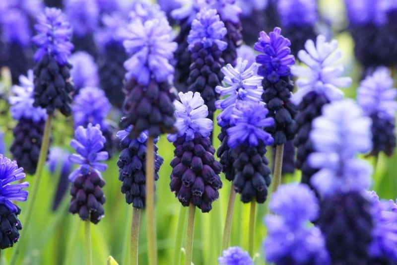 Muscari latifolium | Grape Hyacinth (20 Pack)