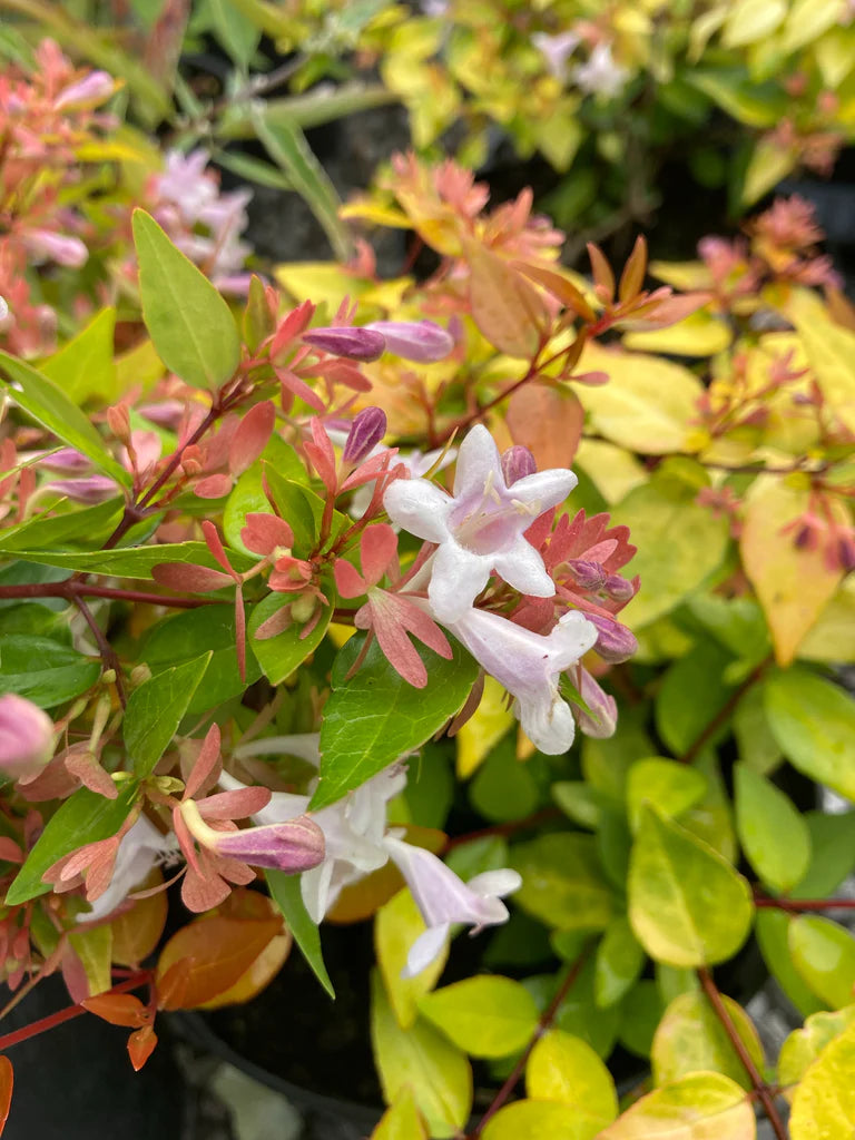 Glossy Abelia | Abelia × grandiflora 'Kaleidoscope' (2 Litre)