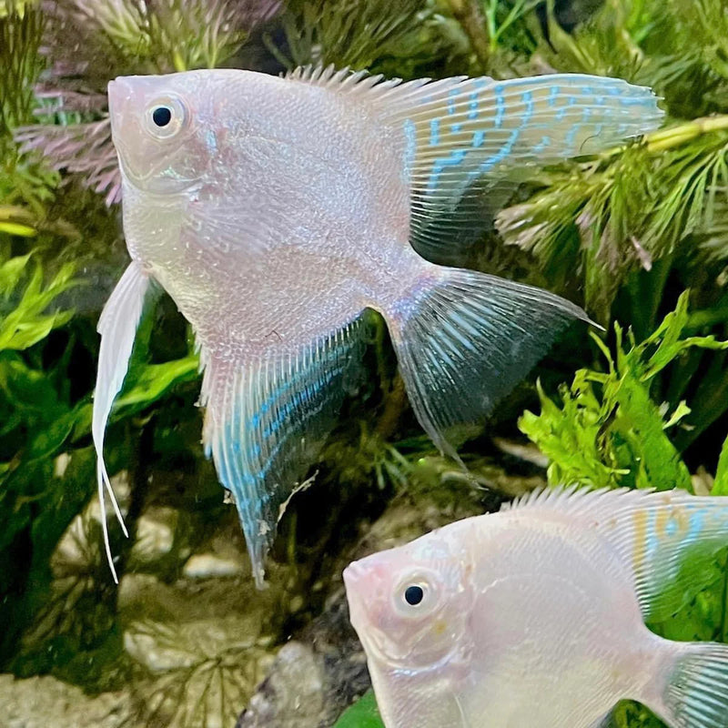 Platinum Angelfish (Large) | Pterophyllum scalare