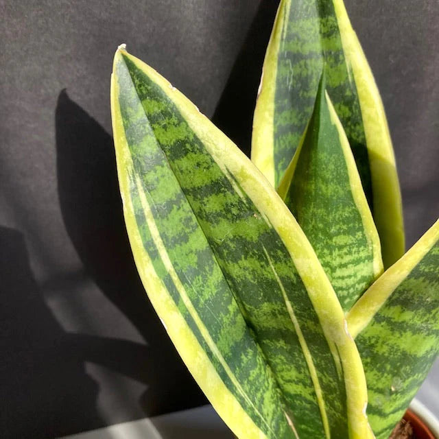 SnakePlant | Sansevieria trifasciata Futura Superba (P12)