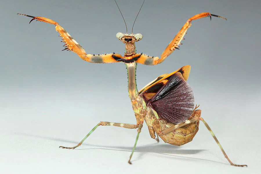 Budwing Mantis