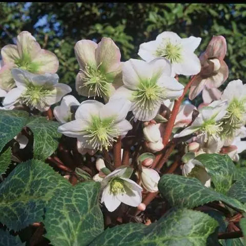 Helleborus `Winter Moonbeam` | | Lenten Rose 2L