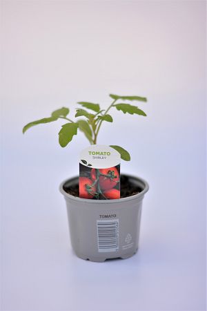 Tomato Red Profusion 9cm