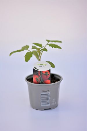 Tomato Alicante 9cm