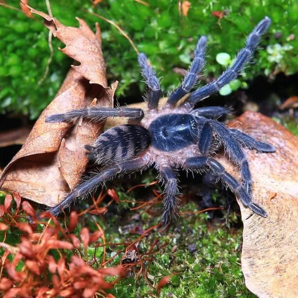 Brazilian Rock Tarantula | Guyruita cerrado (S)