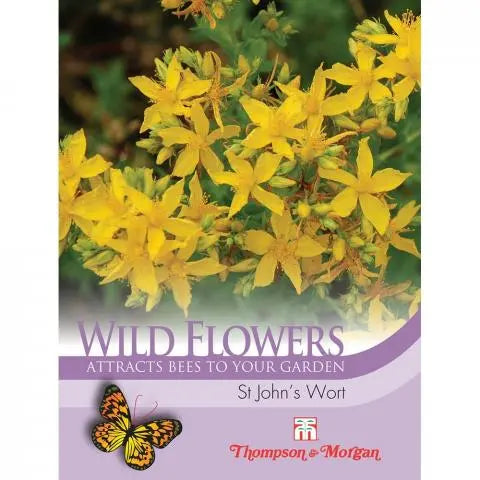 Wild Flower St Johns Wort