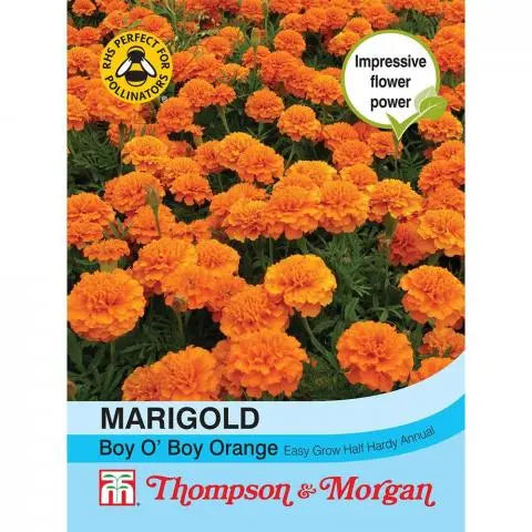 Marigold Boy O Boy Orange French