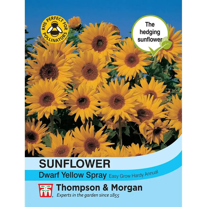 Sunflower Dwarf Yellow Spray