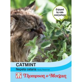 Catmint