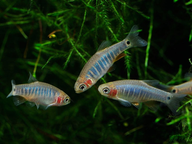 Emerald Dwarf Rasbora