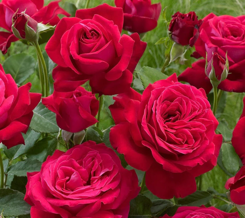 Dame de Coeur Hybrid Tea Rose 4.5 Litre