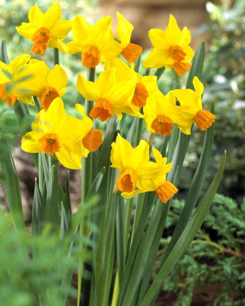 Daffodil Narcissus 'Bittern' (7 Pack)