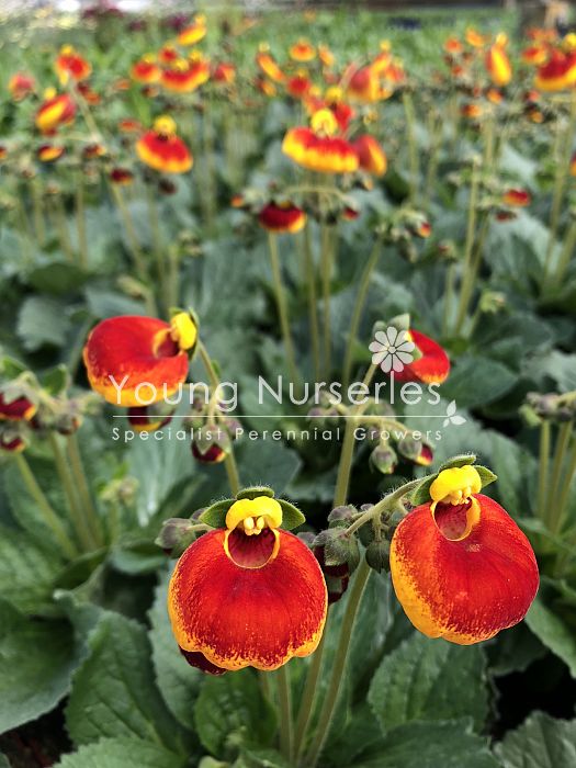 Calceolaria Sunset Red | Slipper Flowers