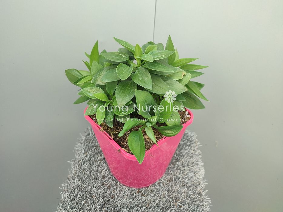 Alstroemeria 'Time Valley' | Peruvian Lily 2 Litre