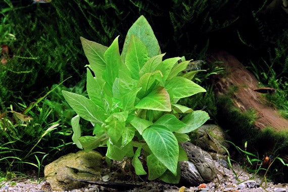 Hygrophila Corymbosa 'Compact'