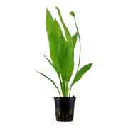 Echinodorus grisebachii 'Bleherae' — Tropica potted product image