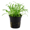 Lilaeopsis brasiliensis — Tropica potted product image