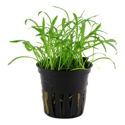 Lilaeopsis brasiliensis — Tropica potted product image