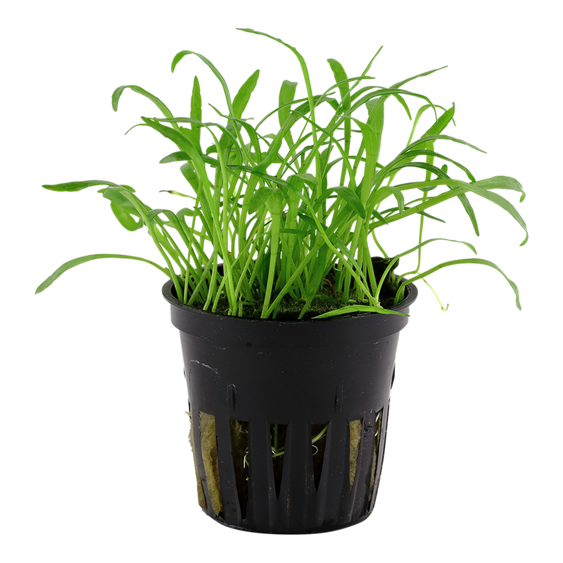 Lilaeopsis brasiliensis — Tropica potted product image