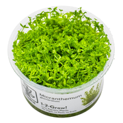 Micranthemum glomeratum — Tropica 1-2-grow tissue culture product image