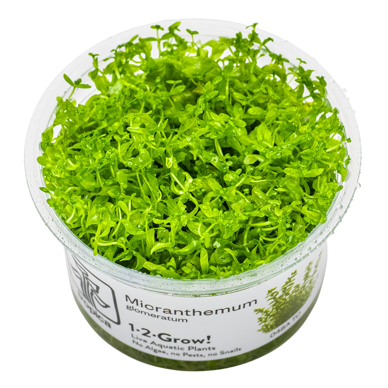 Micranthemum glomeratum — Tropica 1-2-grow tissue culture product image