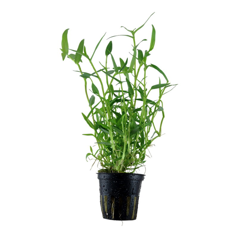 Murdannia keisak — Tropica potted product image
