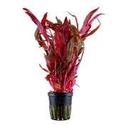 Alternanthera reineckii 'Pink' — Tropica potted product image