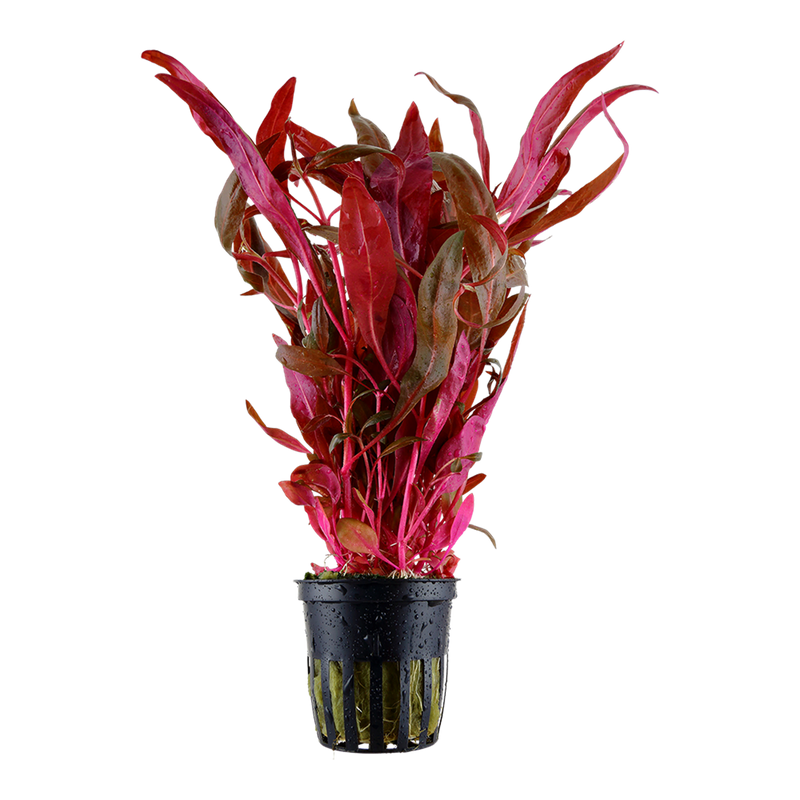 Alternanthera reineckii 'Pink' — Tropica potted product image