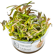 Hygrophila lancea 'Araguaia' — Tropica 1-2-grow tissue culture product image