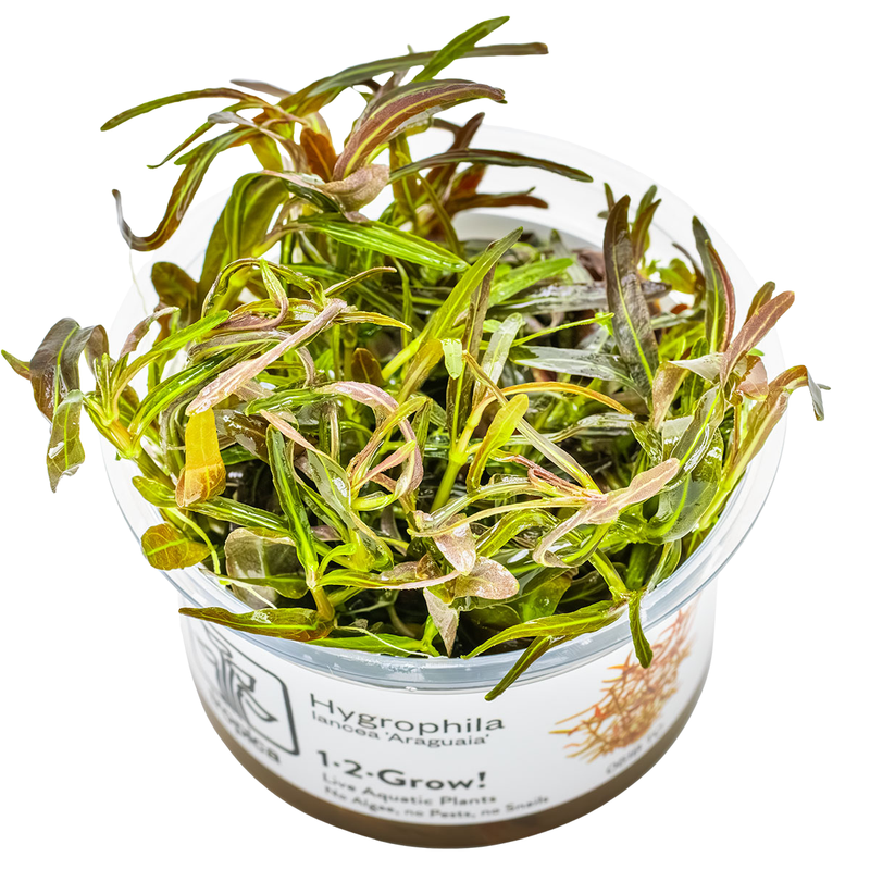 Hygrophila lancea 'Araguaia' — Tropica 1-2-grow tissue culture product image