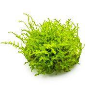 Vesicularia montagnei 'Christmas Moss' — Tropica 1-2-grow tissue culture plant detail 2