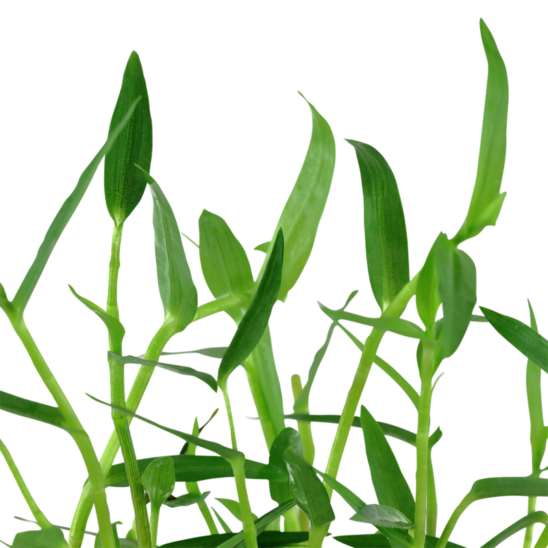 Murdannia keisak — Tropica potted plant detail 2