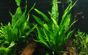 Microsorum pteropus — Tropica on lava stone plant detail 2