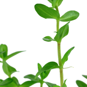 Bacopa caroliniana — Tropica potted plant detail 2