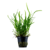 Microsorum pteropus 'Trident' — Tropica potted product image