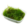 Taxiphyllum sp. 'Spiky Moss' — Tropica moss portion product image