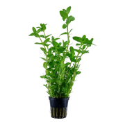 Bacopa caroliniana — Tropica potted product image