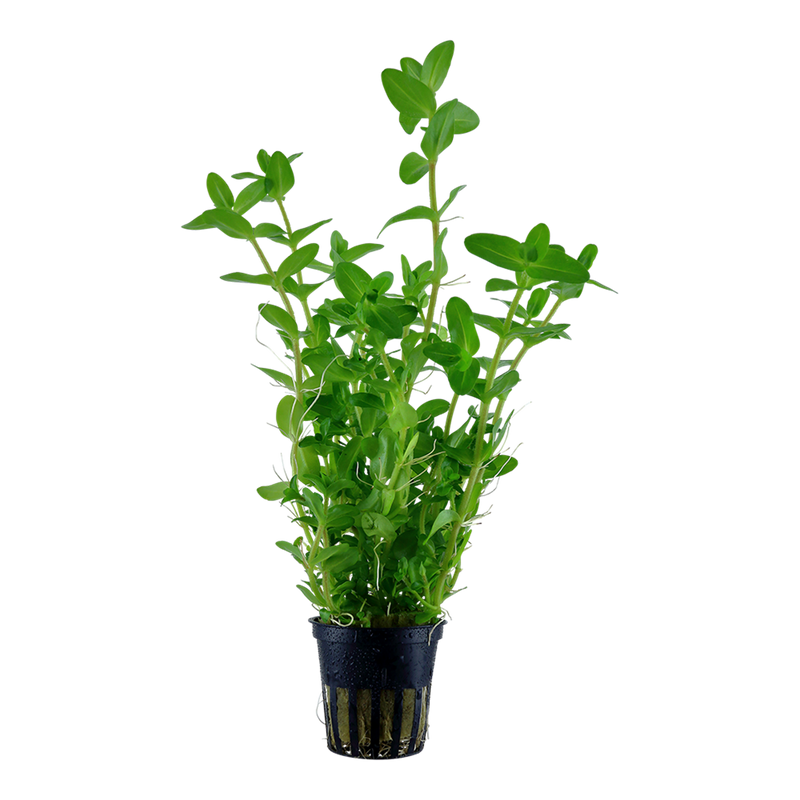 Bacopa caroliniana — Tropica potted product image