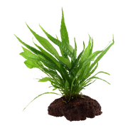 Microsorum pteropus — Tropica on lava stone product image