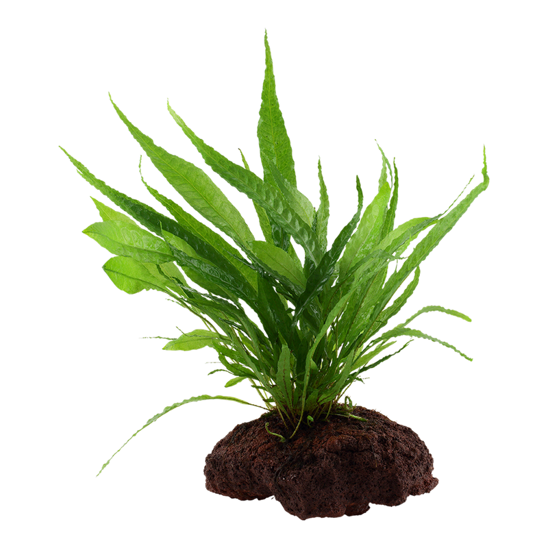 Microsorum pteropus — Tropica on lava stone product image