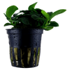 Anubias barteri 'Petite' — Tropica potted product image