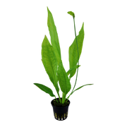 Echinodorus grisebachii 'Bleherae' — Tropica potted plant detail 2