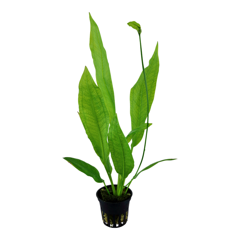 Echinodorus grisebachii 'Bleherae' — Tropica potted plant detail 2