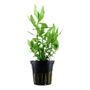 Hygrophila polysperma — Tropica potted product image