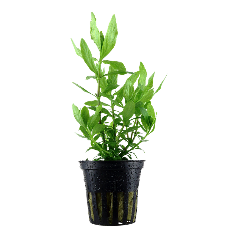 Hygrophila polysperma — Tropica potted product image